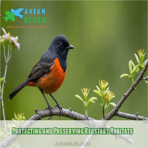 Protecting and Preserving Redstart Habitats