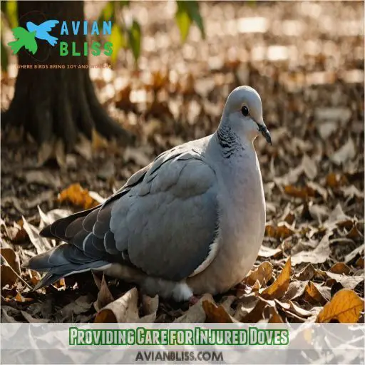 Providing Care for Injured Doves