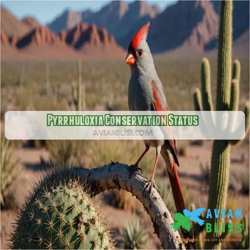 Pyrrhuloxia Conservation Status