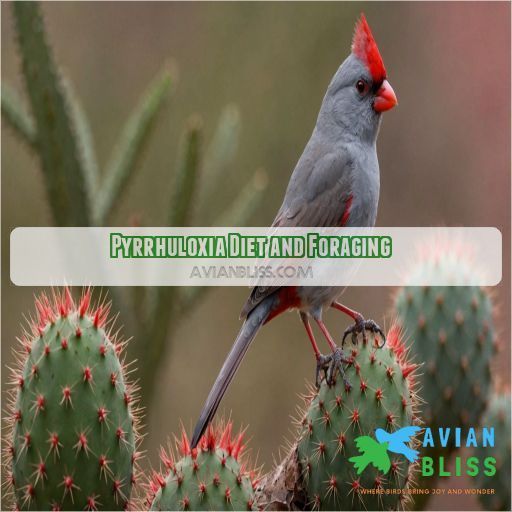 Pyrrhuloxia Diet and Foraging