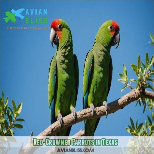 Red-Crowned Parrots in Texas