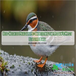 red necked phalarope