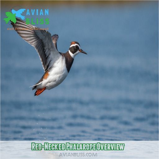 Red-Necked Phalarope Overview