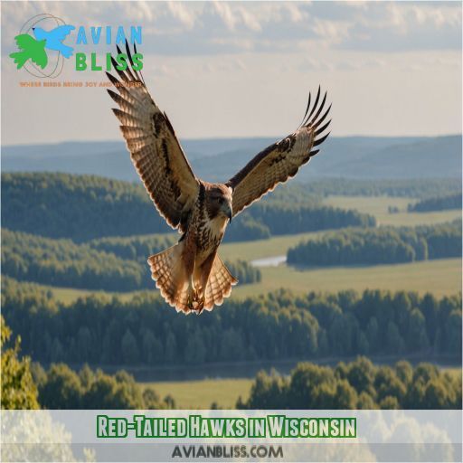 Red-Tailed Hawks in Wisconsin