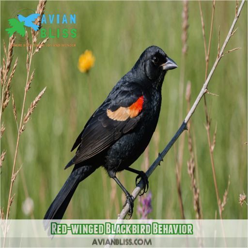 Red-winged Blackbird Behavior