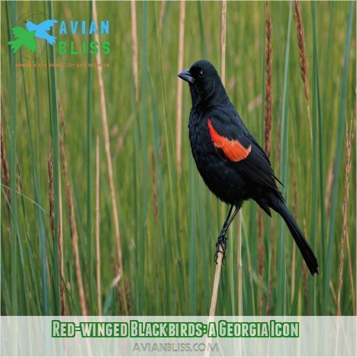 Red-winged Blackbirds: a Georgia Icon