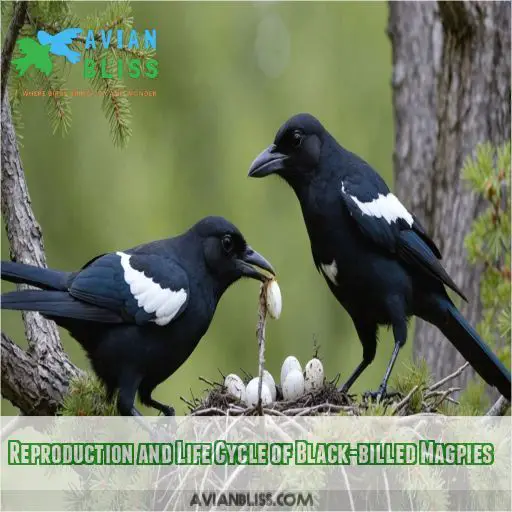 Reproduction and Life Cycle of Black-billed Magpies