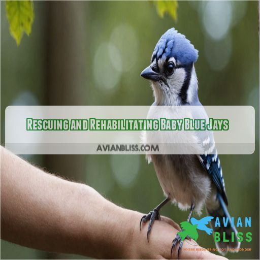 Rescuing and Rehabilitating Baby Blue Jays