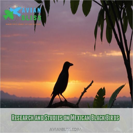 Research and Studies on Mexican Black Birds