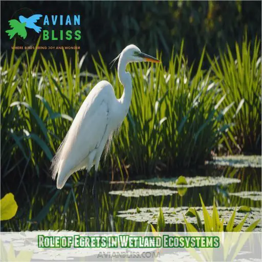 Role of Egrets in Wetland Ecosystems