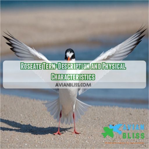 Roseate Tern: Description and Physical Characteristics