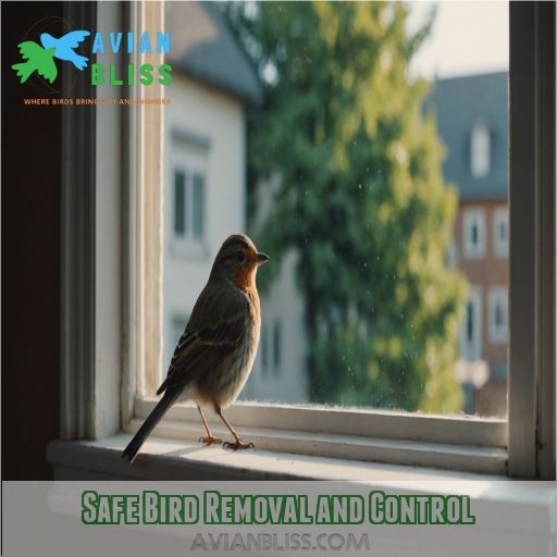 Safe Bird Removal and Control