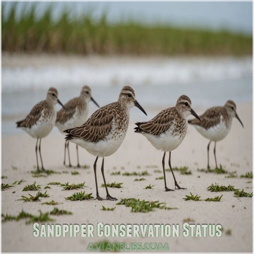 Sandpiper Conservation Status