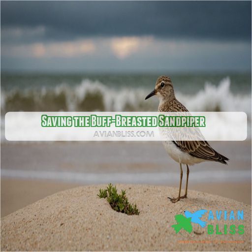 Saving the Buff-Breasted Sandpiper