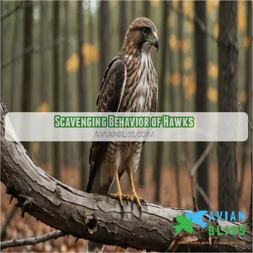 Scavenging Behavior of Hawks