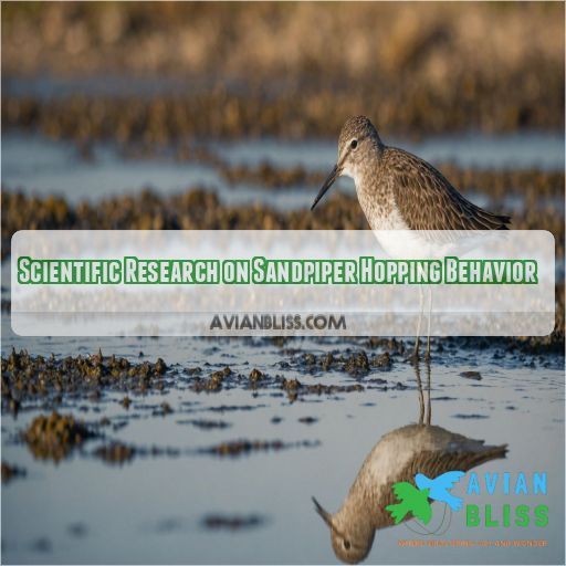 Scientific Research on Sandpiper Hopping Behavior