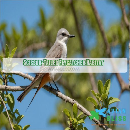 Scissor-Tailed Flycatcher Habitat