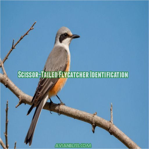 Scissor-Tailed Flycatcher Identification