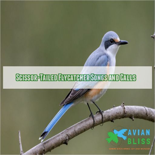 Scissor-Tailed Flycatcher Songs and Calls