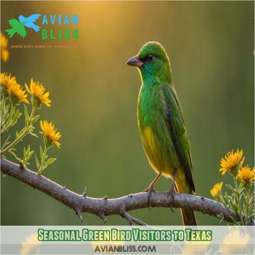 Seasonal Green Bird Visitors to Texas