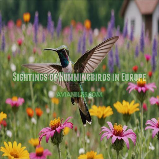 Sightings of Hummingbirds in Europe