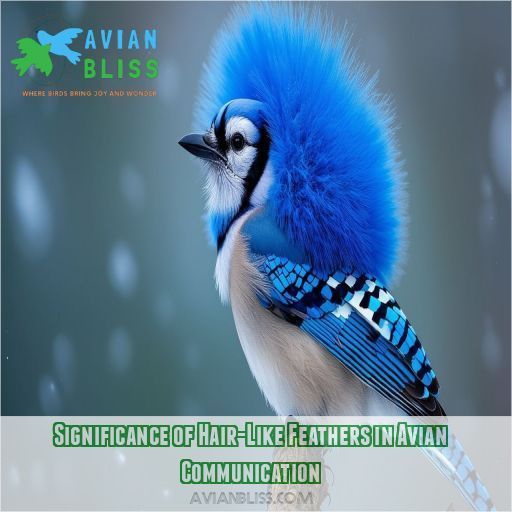 Significance of Hair-Like Feathers in Avian Communication