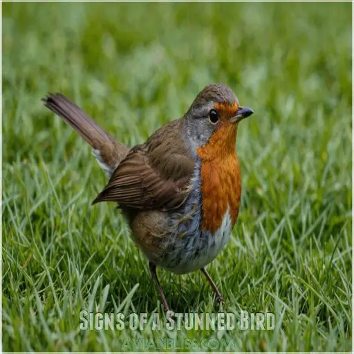 Signs of a Stunned Bird