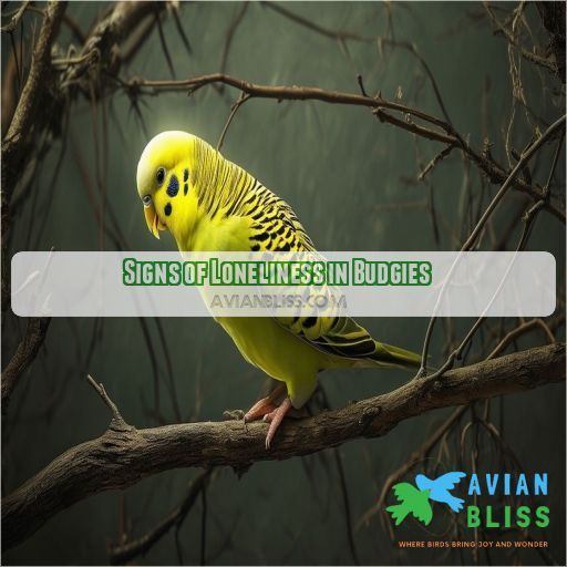 Signs of Loneliness in Budgies