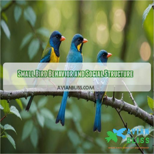 Small Bird Behavior and Social Structure