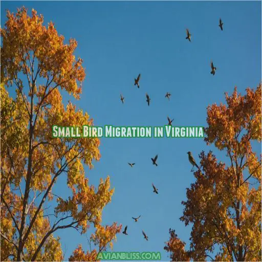 Small Bird Migration in Virginia