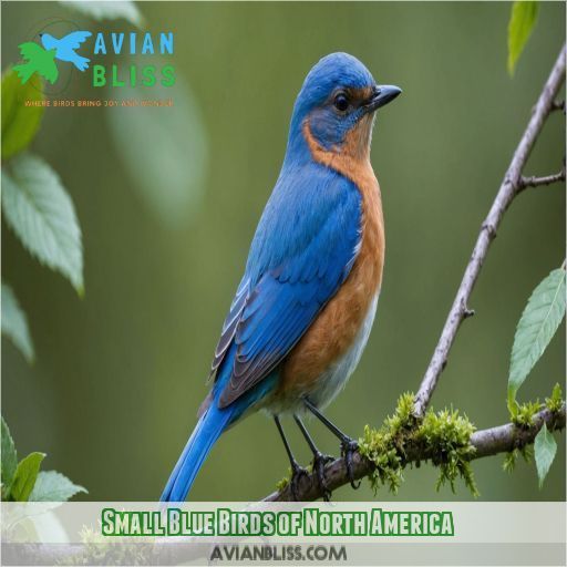 Small Blue Birds of North America