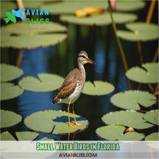 Small Water Birds in Florida