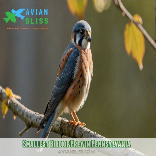 Smallest Bird of Prey in Pennsylvania