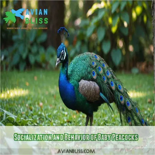 Socialization and Behavior of Baby Peacocks