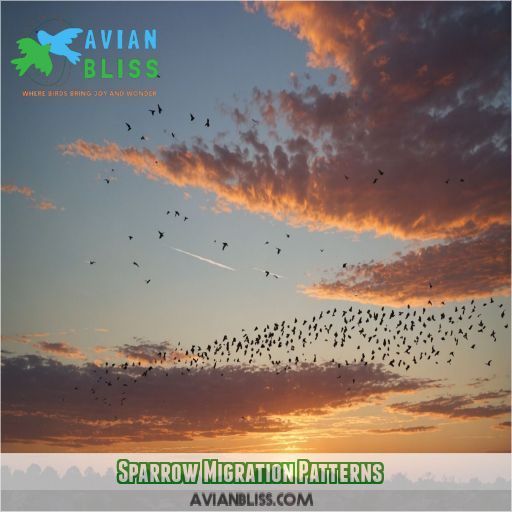 Sparrow Migration Patterns