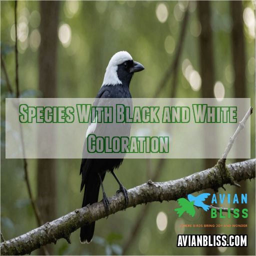 Species With Black and White Coloration