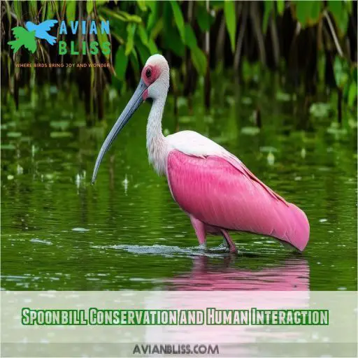 Spoonbill Conservation and Human Interaction