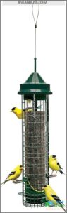 Squirrel Buster Finch Squirrel-proof Bird