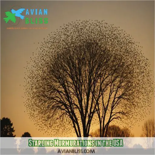 Starling Murmurations in the USA