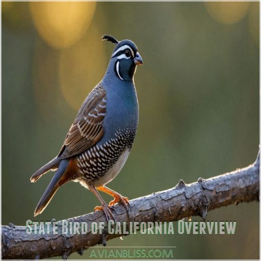 State Bird of California Overview