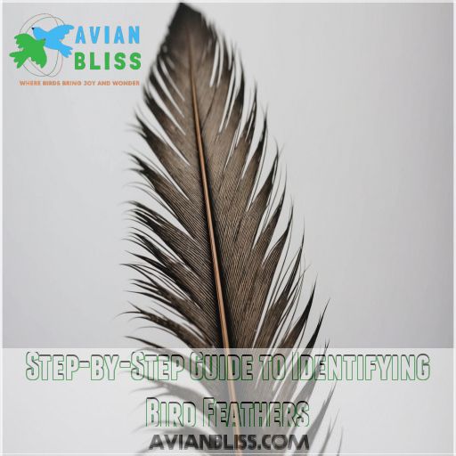 Step-by-Step Guide to Identifying Bird Feathers