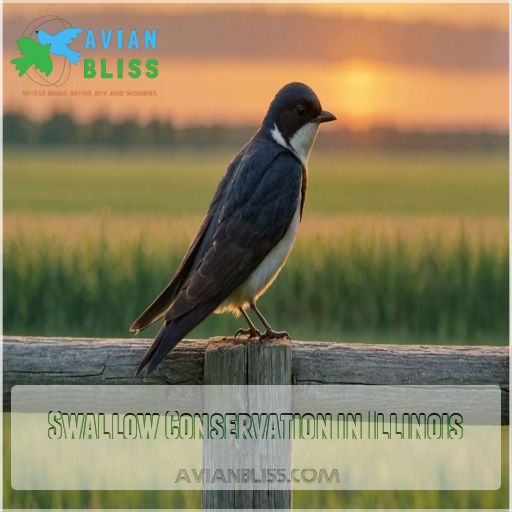 Swallow Conservation in Illinois