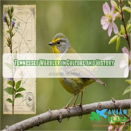 Tennessee Warbler in Culture and History