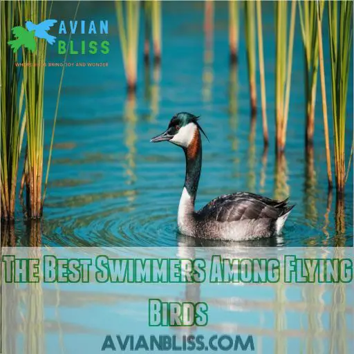 The Best Swimmers Among Flying Birds