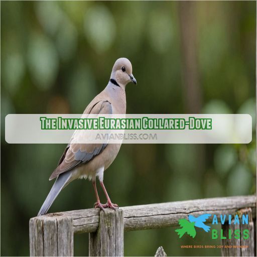 The Invasive Eurasian Collared-Dove