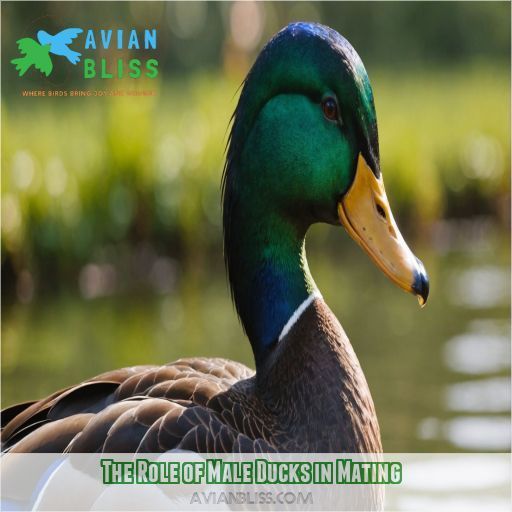 The Role of Male Ducks in Mating