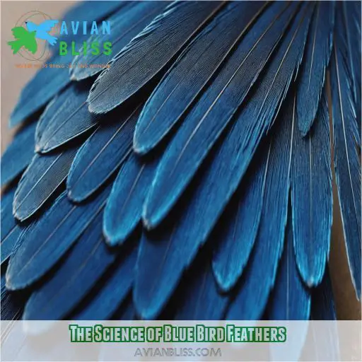 The Science of Blue Bird Feathers