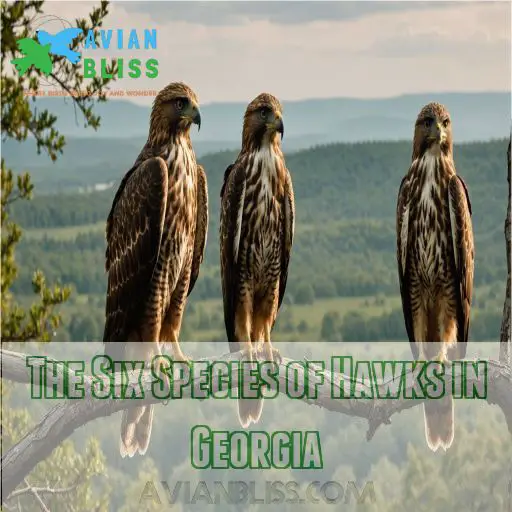 The Six Species of Hawks in Georgia