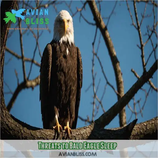 Threats to Bald Eagle Sleep