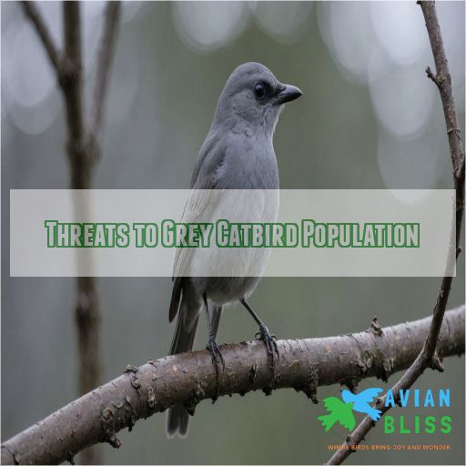 Threats to Grey Catbird Population